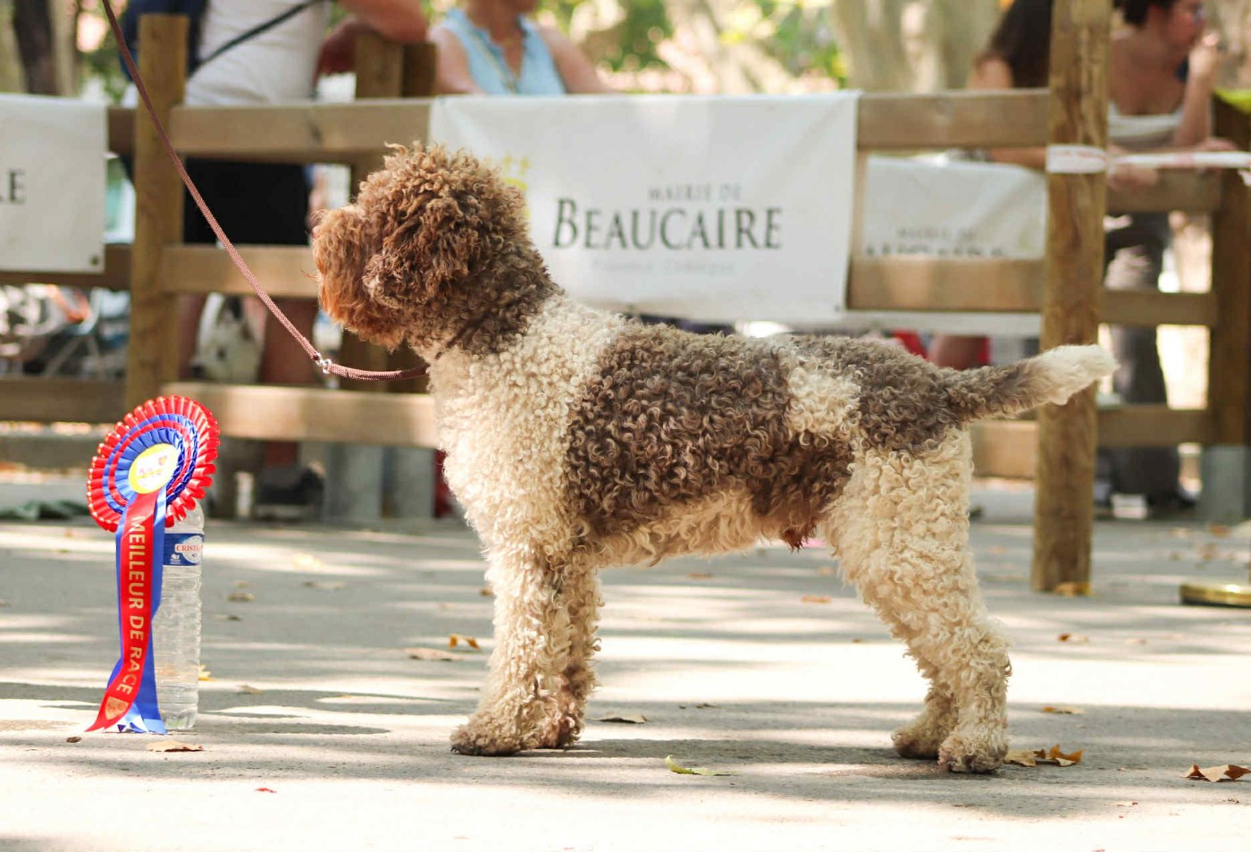 Lagotto Passion Bien Aimé Roi-Elvis