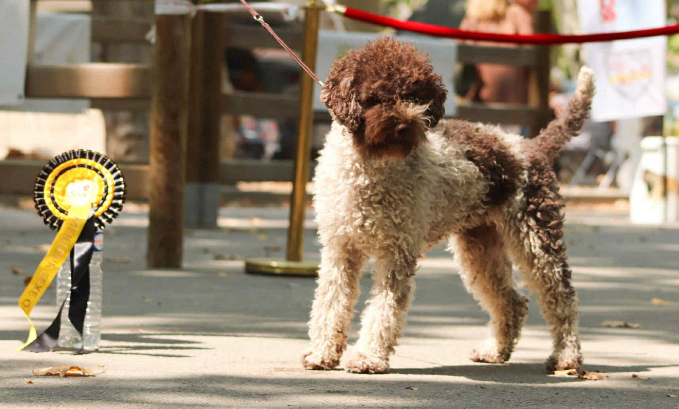 Lagotto Passion Bienaimée Aphrodite