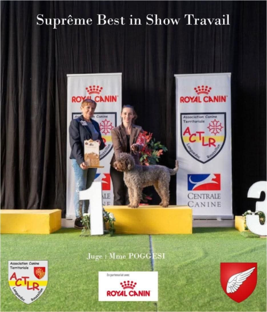 CH. Lagotto Passion  Amabile Don Christos