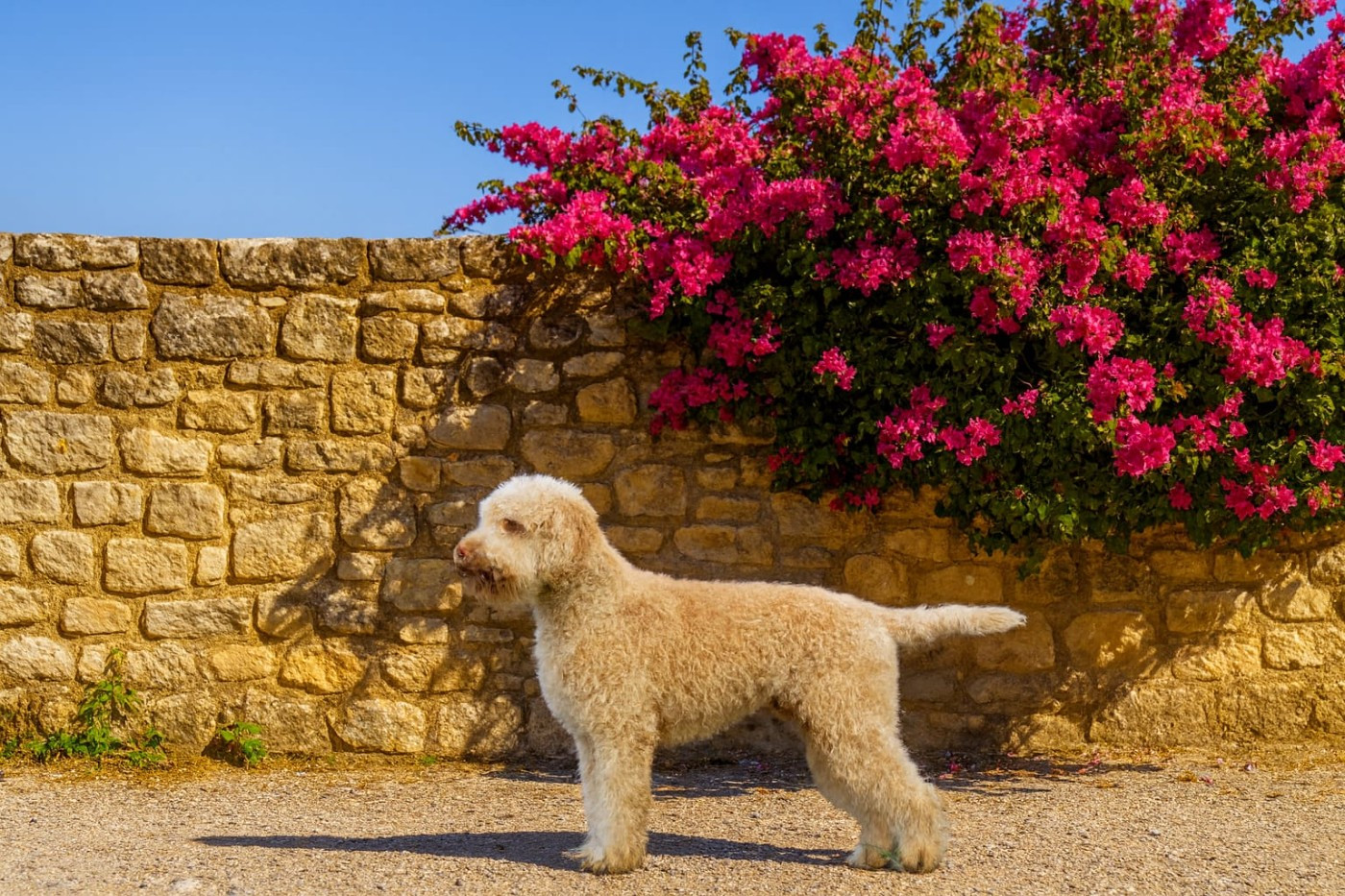 Titre Initial Fratello Sole Sorella Luna Pedro