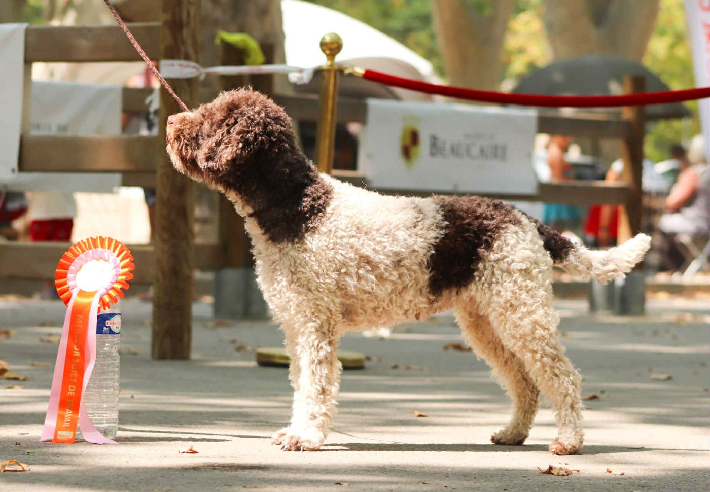 Lagotto Passion  Bienaimée Belana